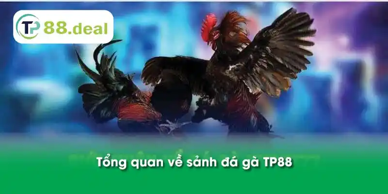 Tổng quan về sảnh đá gà TP88