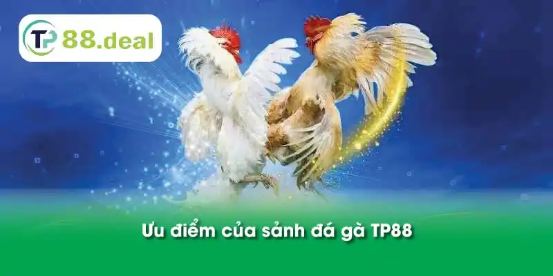 Ưu điểm của sảnh đá gà TP88